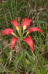 Pine lily